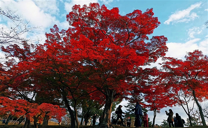 片片楓葉情---何建民