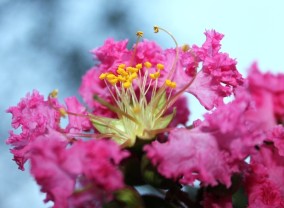 花蕊（賴(lài)世忠攝影作品）