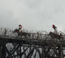 麗江印象--茶馬古道 陸鳳鳳攝