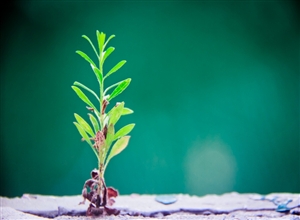 窗臺(tái)的小草 牛華劍攝影作品