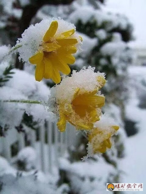 冰雪過后