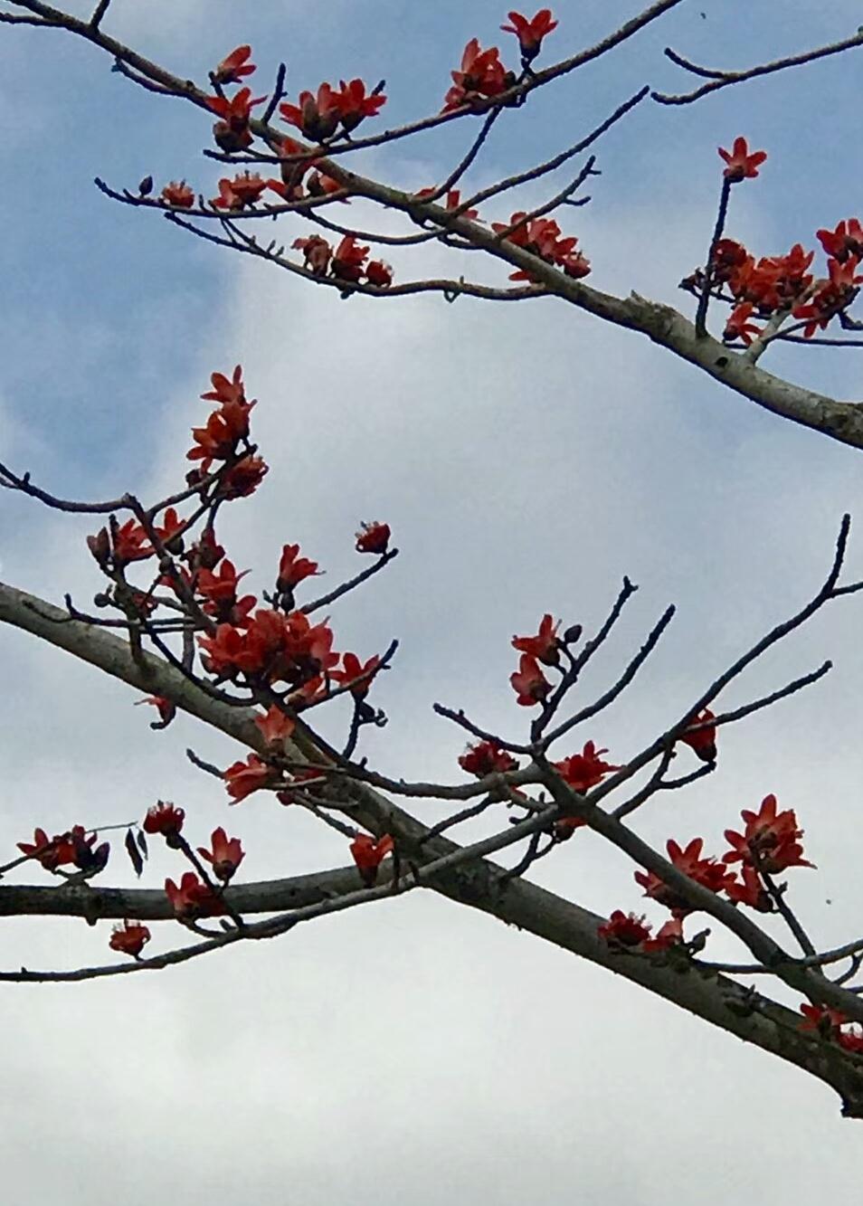 花開(kāi)紅艷