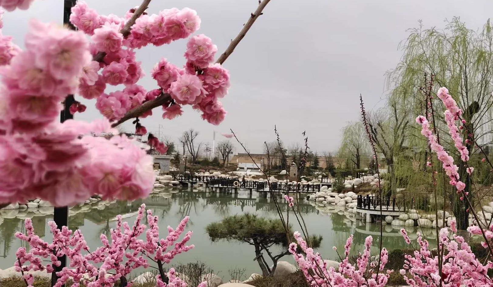 一樹(shù)繁花