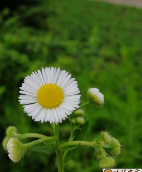 太陽(yáng)花